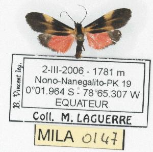  (Lycomorphodes flavipars - MILA 0147)  @13 [ ] Copyright (2010) Michel Laguerre Research Collection of Michel Laguerre