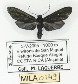  (Cloesia luzmariaromerae - MILA 0149)  @13 [ ] Copyright (2010) Michel Laguerre Research Collection of Michel Laguerre