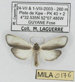  (Agylla subvoluta - MILA 0176)  @14 [ ] Copyright (2010) Michel Laguerre Research Collection of Michel Laguerre