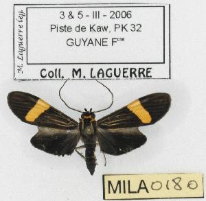  (Haemanota flavipurpurea - MILA 0180)  @14 [ ] Copyright (2010) Michel Laguerre Research Collection of Michel Laguerre