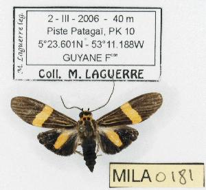  (Haemanota chrysozona - MILA 0181)  @14 [ ] Copyright (2010) Michel Laguerre Research Collection of Michel Laguerre
