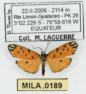  (Clemensia sp. 1 - MILA 0189)  @13 [ ] Copyright (2010) Michel Laguerre Research Collection of Michel Laguerre