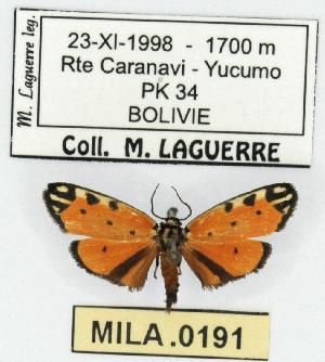  (Clemensia sp. 2 - MILA 0191)  @13 [ ] Copyright (2010) Michel Laguerre Research Collection of Michel Laguerre