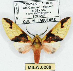  (Symphlebia tetrodonta - MILA 0200)  @15 [ ] Copyright (2010) Michel Laguerre Research Collection of Michel Laguerre