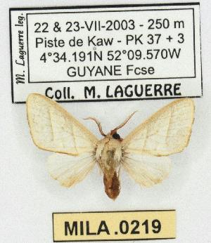  (Zatrephes albescens - MILA 0219)  @14 [ ] Copyright (2010) Michel Laguerre Research Collection of Michel Laguerre
