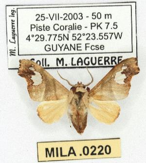  (Zatrephes elegans - MILA 0220)  @14 [ ] Copyright (2010) Michel Laguerre Research Collection of Michel Laguerre