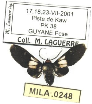 (Telioneura jocelynae - MILA 0248)  @13 [ ] Copyright (2010) Michel Laguerre Research Collection of Michel Laguerre