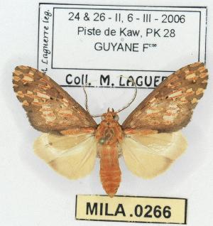  (Araeomolis irregularis - MILA 0266)  @14 [ ] Copyright (2010) Michel Laguerre Research Collection of Michel Laguerre