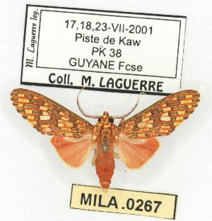  (Araeomolis propinqua - MILA 0267)  @14 [ ] Copyright (2010) Michel Laguerre Research Collection of Michel Laguerre