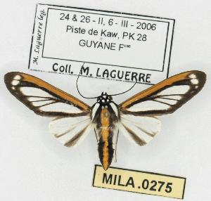  (Robinsonia rockstonia - MILA 0275)  @14 [ ] Copyright (2010) Michel Laguerre Research Collection of Michel Laguerre