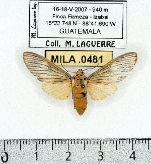  (Phaeomolis lineatus - MILA 0481)  @14 [ ] Copyright (2010) Michel Laguerre Research Collection of Michel Laguerre
