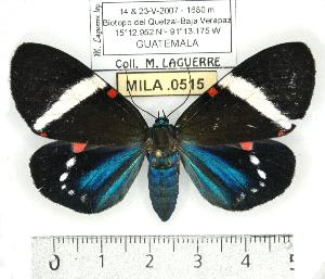 (Eucyane anerythra - MILA 0515)  @14 [ ] Copyright (2010) Michel Laguerre Research Collection of Michel Laguerre