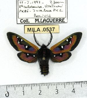  (Chrysocale sp. 2 - MILA 0537)  @14 [ ] Copyright (2010) Michel Laguerre Research Collection of Michel Laguerre