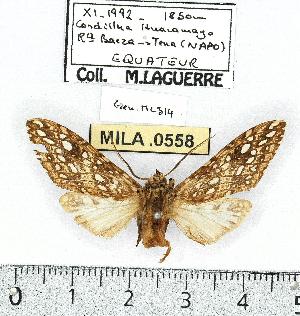  (Lophocampa flavodorsata - MILA 0558)  @14 [ ] Copyright (2010) Michel Laguerre Research Collection of Michel Laguerre