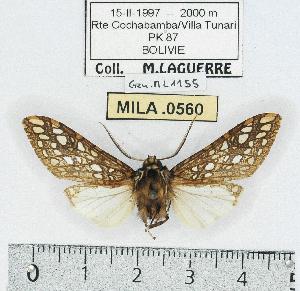  (Lophocampa sp. 23 - MILA 0560)  @14 [ ] Copyright (2010) Michel Laguerre Research Collection of Michel Laguerre