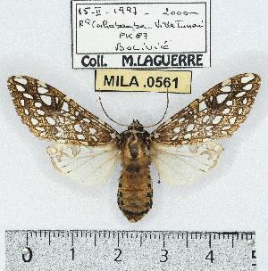  (Lophocampa sp. 23 - MILA 0561)  @14 [ ] Copyright (2010) Michel Laguerre Research Collection of Michel Laguerre