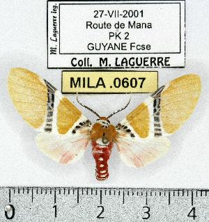  (Idalus albitornus - MILA 0607)  @15 [ ] Copyright (2010) Michel Laguerre Research Collection of Michel Laguerre