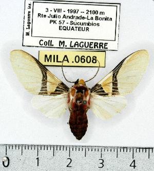  (Idalus pichesensis - MILA 0608)  @14 [ ] Copyright (2010) Michel Laguerre Research Collection of Michel Laguerre