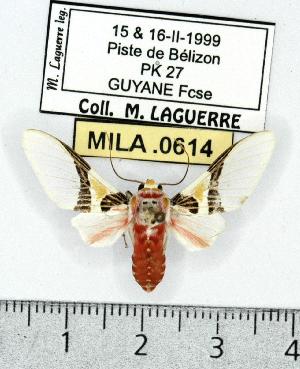  (Idalus dorsalis - MILA 0614)  @14 [ ] Copyright (2010) Michel Laguerre Research Collection of Michel Laguerre