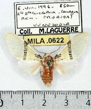  (Idalus tenuifascia - MILA 0622)  @14 [ ] Copyright (2010) Michel Laguerre Research Collection of Michel Laguerre
