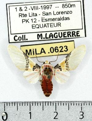  (Idalus sp. 5 - MILA 0623)  @14 [ ] Copyright (2010) Michel Laguerre Research Collection of Michel Laguerre