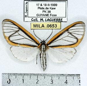  (Hyalurga mysis - MILA 0653)  @14 [ ] Copyright (2010) Michel Laguerre Research Collection of Michel Laguerre