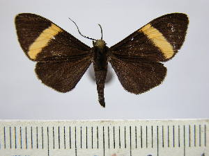  (Sagaropsis - BEVI0608)  @14 [ ] Copyright (2010) Benoit Vincent Research Collection of Benoit Vincent