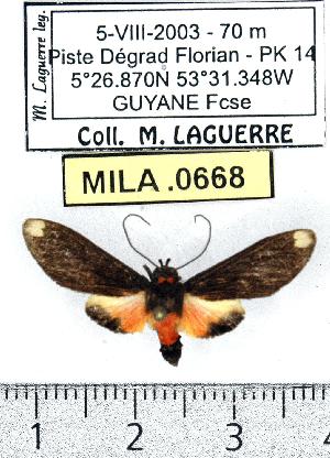  (Haemanota alboapicalis - MILA 0668)  @13 [ ] Copyright (2010) Michel Laguerre Research Collection of Michel Laguerre