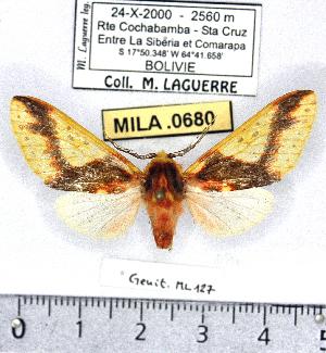  (Symphlebia sp. 2-ML - MILA 0680)  @13 [ ] Copyright (2010) Michel Laguerre Research Collection of Michel Laguerre