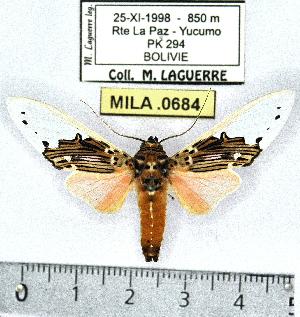  (Idalus bolivianus - MILA 0684)  @13 [ ] Copyright (2010) Michel Laguerre Research Collection of Michel Laguerre