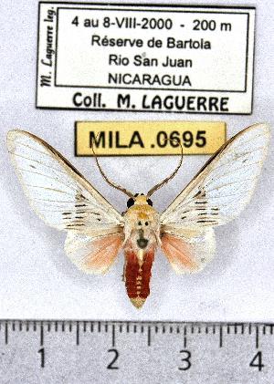  (Idalus aleteria - MILA 0695)  @14 [ ] Copyright (2010) Michel Laguerre Research Collection of Michel Laguerre