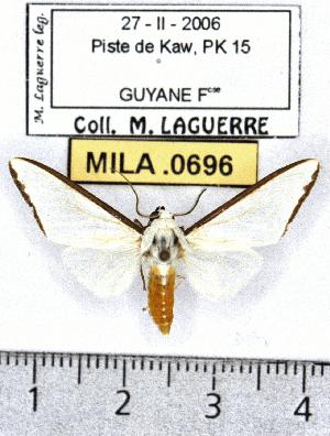  (Robinsonia marginata - MILA 0696)  @15 [ ] Copyright (2010) Michel Laguerre Research Collection of Michel Laguerre