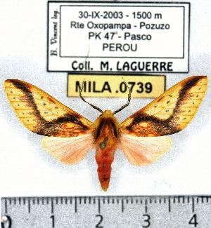  (Symphlebia haenkei - MILA 0739)  @15 [ ] Copyright (2010) Michel Laguerre Research Collection of Michel Laguerre