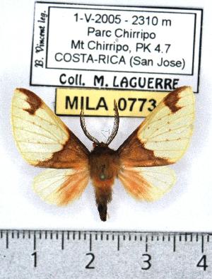  (Epimolis arcifera - MILA 0773)  @13 [ ] Copyright (2010) Michel Laguerre Research Collection of Michel Laguerre