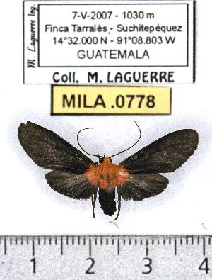  (Haemanota haemabasis - MILA 0778)  @14 [ ] Copyright (2010) Michel Laguerre Research Collection of Michel Laguerre