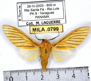  (Symphlebia aryllis - MILA 0799)  @14 [ ] Copyright (2010) Michel Laguerre Research Collection of Michel Laguerre