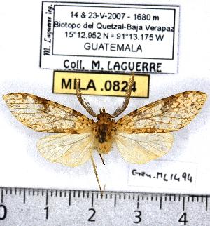  (Lophocampa sp. 2-ML5 - MILA 0824)  @13 [ ] Copyright (2010) Michel Laguerre Research Collection of Michel Laguerre
