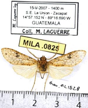  (Lophocampa sp. 2-ML6 - MILA 0825)  @11 [ ] Copyright (2010) Michel Laguerre Research Collection of Michel Laguerre
