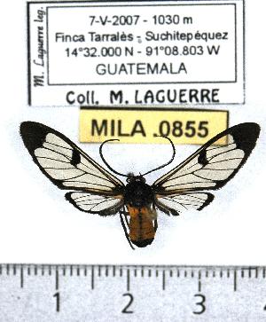  (Cosmosoma braconoides - MILA 0855)  @12 [ ] Copyright (2010) Michel Laguerre Research Collection of Michel Laguerre