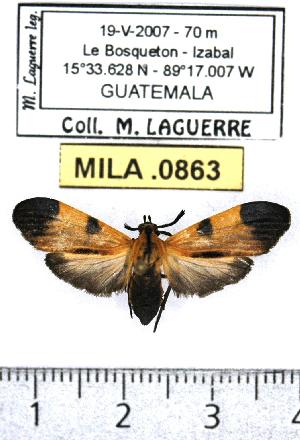  (Correbidia sp. 1-ML - MILA 0863)  @13 [ ] Copyright (2010) Michel Laguerre Research Collection of Michel Laguerre
