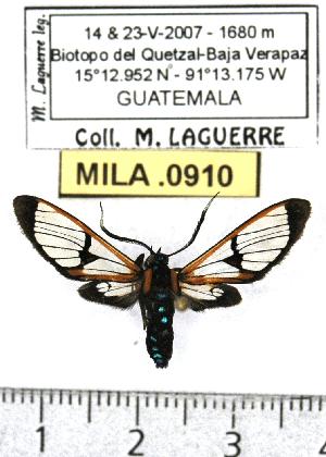  (Cosmosoma centralis - MILA 0910)  @14 [ ] Copyright (2010) Michel Laguerre Research Collection of Michel Laguerre