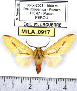  (Symphlebia citrarius - MILA 0917)  @14 [ ] Copyright (2010) Michel Laguerre Research Collection of Michel Laguerre