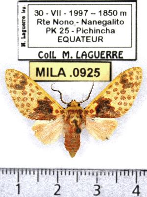  (Amaxia sp. 2-ML - MILA 0925)  @13 [ ] Copyright (2010) Michel Laguerre Research Collection of Michel Laguerre