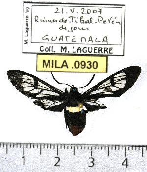  (Autochloris xenodorus - MILA 0930)  @13 [ ] Copyright (2010) Michel Laguerre Research Collection of Michel Laguerre