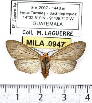  ( - MILA 0947)  @13 [ ] Copyright (2010) Michel Laguerre Research Collection of Michel Laguerre