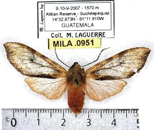  (Pseudohemihyalea daraba - MILA 0951)  @14 [ ] Copyright (2010) Michel Laguerre Research Collection of Michel Laguerre
