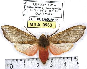  (Pseudohemihyalea mansueta - MILA 0960)  @15 [ ] Copyright (2010) Michel Laguerre Research Collection of Michel Laguerre
