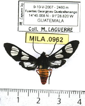  (Phoenicoprocta mexicana - MILA 0962)  @14 [ ] Copyright (2010) Michel Laguerre Research Collection of Michel Laguerre