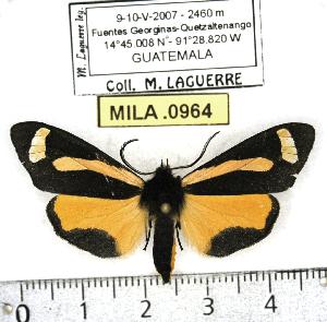  (Gnophaela cathetozosta - MILA 0964)  @14 [ ] Copyright (2010) Michel Laguerre Research Collection of Michel Laguerre