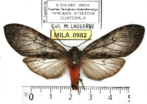  (Amastus obscurus - MILA 0982)  @14 [ ] Copyright (2010) Michel Laguerre Research Collection of Michel Laguerre